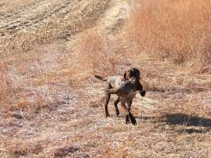 Charlie Super Retriever