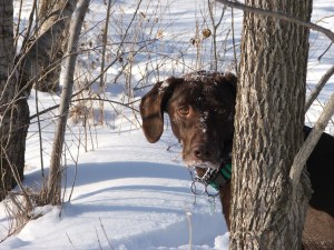 Charlie Always on the Hunt