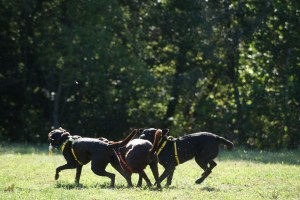 a game of football or is it rugby