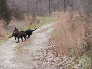 AJ and Orso love the cool weather