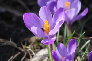Crocus