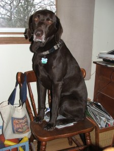 Charlie likes to look out the window
