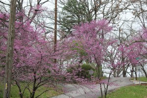 Redbud Lane