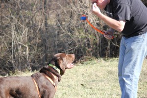 teaching Orso to retreive