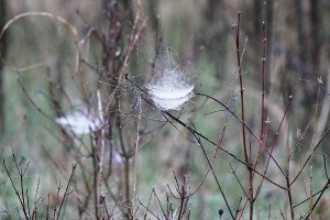 spider webs