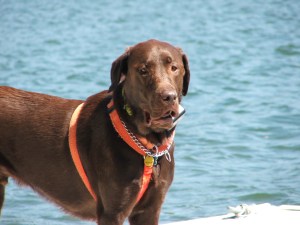 Orso wants a boat ride