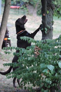 Orso is squirrel hunting