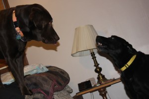 orso sticking out his tongue