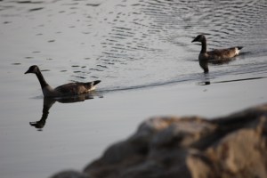 geese swimming