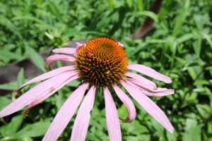 Echinacea