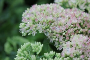 IMG_3991 (1280x853) (2)