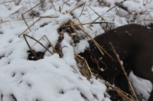 IMG_4090 (1280x853) (2)